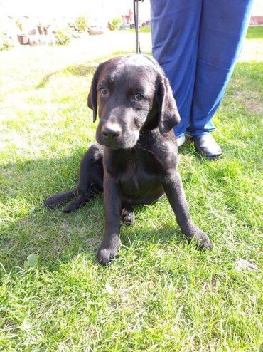 pomeranac špic cena: Labrador, zensko stene na prodaju u crnoj boji. Štene je staro 4