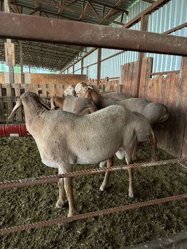 продается коза: Продаю | Ягненок, Баран (самец) | Арашан | Для разведения | Племенные