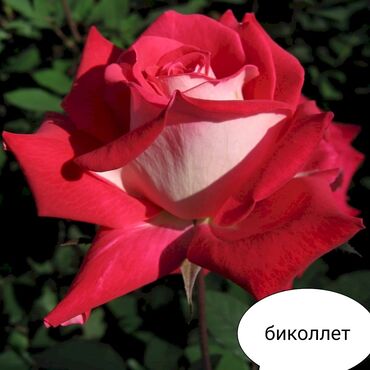 Şitillər: Məhsul: Bağ bitkiləri və meyvə fidanları seçimi - Hibiskus (Rose of — 66