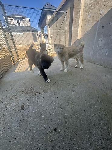 it satisi 2020: Akita-inu, 6 ay, Erkək — 4