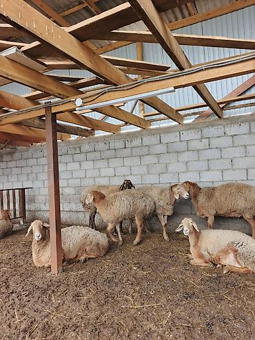 Баран, овца: Продаю | Овца (самка) | Для разведения | Матка — 2