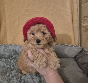 İtlər: Pudel, 2 ay, Erkek, Peyvəndli — 1