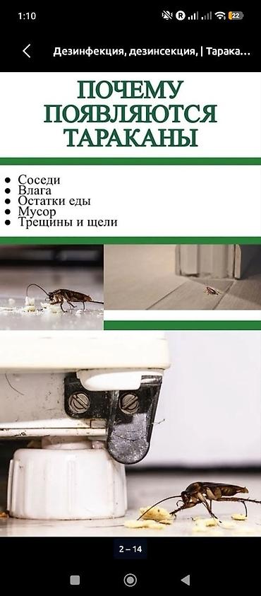 итальянский костюм: Дезинфекция, дезинсекция, | Тараканы, | Квартиры — 9