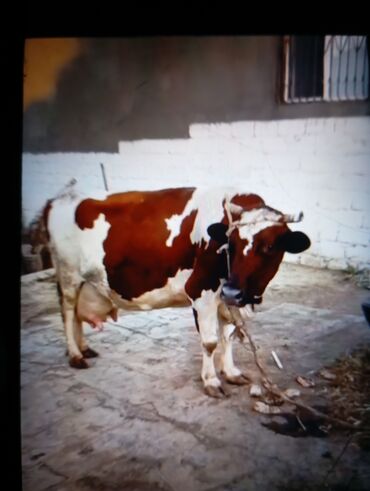 holstein inek satilir: Самка, лет: 1, Для молока