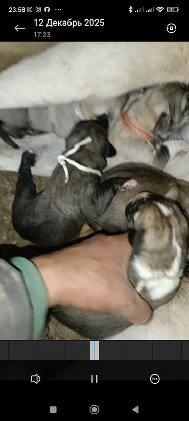 Продажа собак: Кангал чистокровный Пастушьи собаки крупного типа (светло-палевый — 8