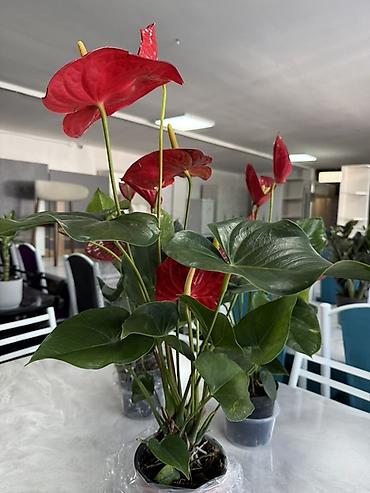 Антуриумы: Антуриум (Anthurium) в горшке - Компактный куст с плотными глянцевыми — 14