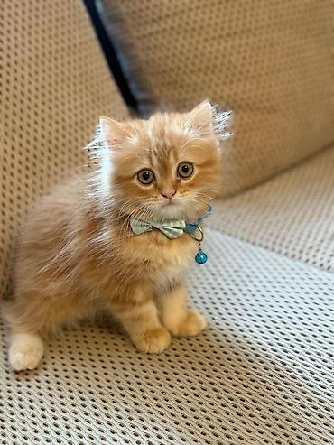 Pişiklər: Şotland — 8