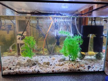 Аквариумы: Продается аквариум на 50 литров! фильтр искусственные растения грунт