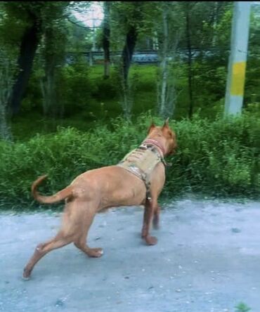 Продажа собак: Питбуль, 1 год, Самец, С прививкой — 2