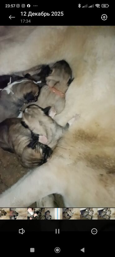 Продажа собак: Кангал чистокровный Пастушьи собаки крупного типа (светло-палевый — 14