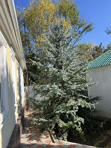 растение денежное дерево: Голубая ель (Picea pungens ‘Glauca’) для озеленения - Порода: ель — 9