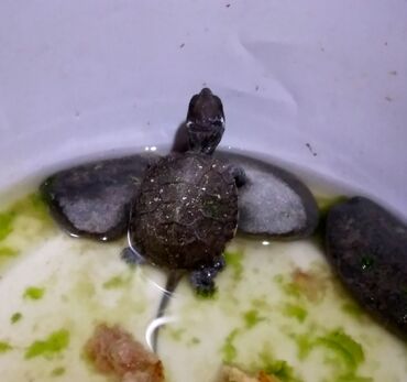 sudluk inekler satisi: Su tispağasi baladi