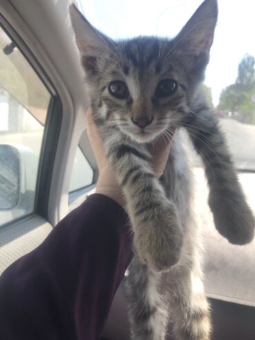 взять котика в добрые руки: Кошка даром: Беспородная, 2 месяца, Девочка, Приучена к лотку