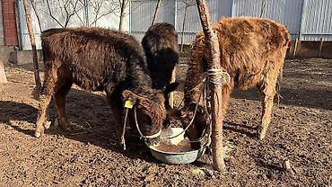 Коровы, быки: Продаю | Тёлка | Алатауская | Для разведения | Осеменитель — 2