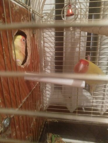 декоративные клетки для птиц: Продаю попугай неразлучник спокойные когда держишь не кусается умные