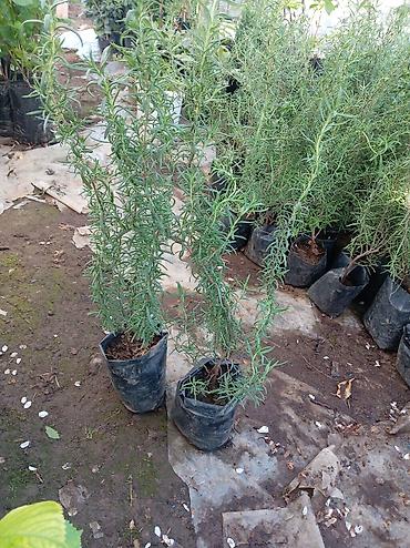 xoruz otu bitkisi: Rozmarin (Rosmarinus officinalis) tingləri – əkilməyə hazır, torflu — 2
