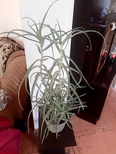 алоэ цветок: Алоэ древовидное (Aloe arborescens), крупное комнатное растение в — 2
