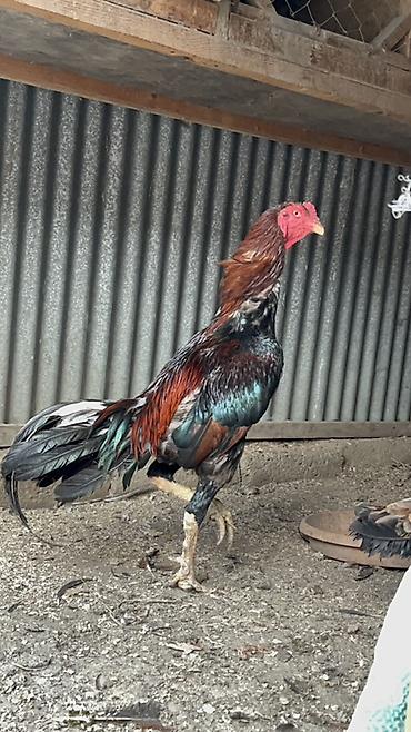 xoruz otu: Xoruz, Heyratı, il: 2, Ödənişli çatdırılma, Rayonlara çatdırılma — 2