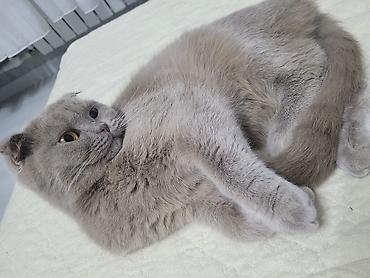 Кошки: Шотландская, Самка, В добрые руки, Платная доставка, Самовывоз — 1