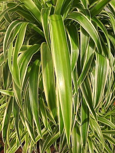 Ostale kućne biljke: Zamija sa prve slike je 800, Zamija sa druge je 1500, Chlorophytum sa — 7