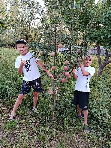 Кухонные гарнитуры: Кухонный гарнитур — 19