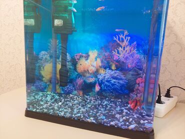 Akvariumlar: Dördbucaq akvarium, Balıqlarla birlikdə, 40 l, Ünvandan götürmə — 2