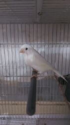 дом для кош: Канарейки белье взрослых 
пара адрес бишкек баят шербакова манаса