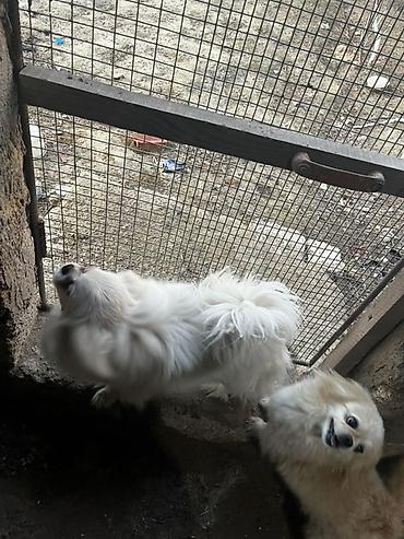 İtlər: Pekines — 8
