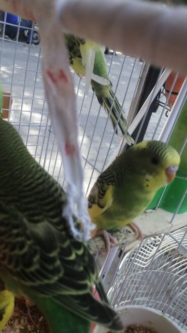 Tutuquşları: Bala Valnisti 9azn Boş qəfəs 9azn 1 bala quş +Qəfəs +Suqabı+Yemqabı — 8
