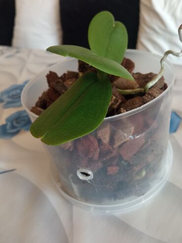 Otaq bitkiləri: Orxideya qehveyi ciçek açir. sağlamdır qeşengdir — 7