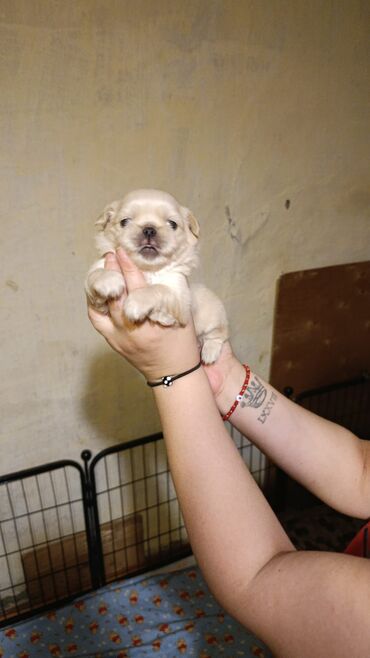 İtlər: Pekines, 1 ay, Dişi