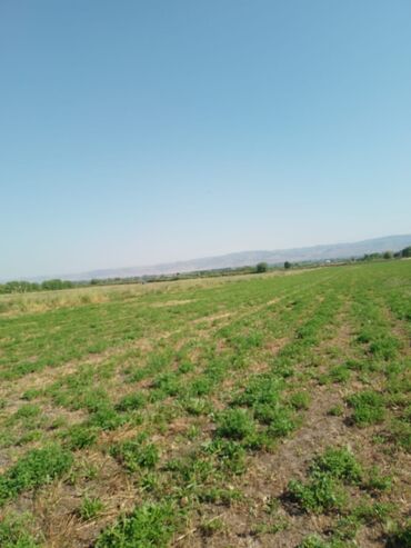 bine qesebesi torpaq: Kənd təsərrüfatı, Maklerlər narahat etməsin, Kupça (Çıxarış)