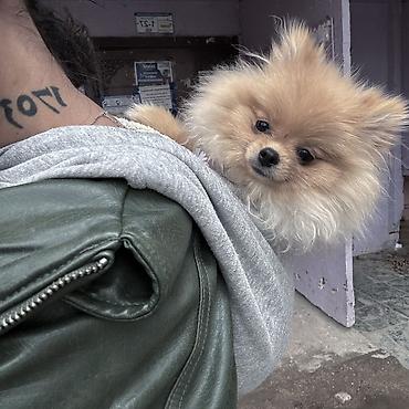 Продажа собак: Шпиц, 7 месяцев, Самка, С прививкой — 5