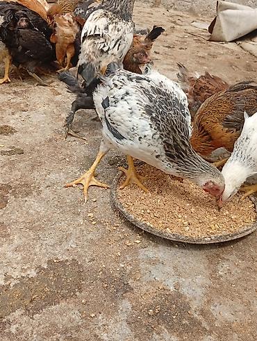 bulbul quşu satışı: Sağlam və baxımlı cücələr satılır . 2 aylıqdır. Kənd şəraitində — 6