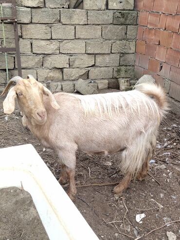 Keçi, çəpiş: Keçilər dəsti satılır – ümumi 6 baş • 1 baş hələpnən × sanen dönməsi — 1