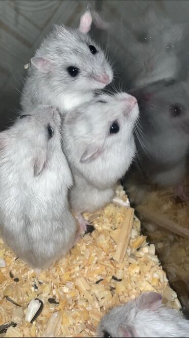 Gəmiricilər: Ağ hamster 5 manat