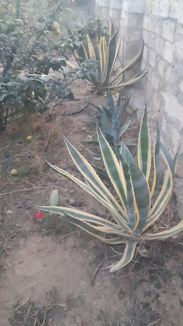 palm: Aqava və palma bitkiləri - Aqava americana (yaşıl-zolaqlı və mavi-boz — 1
