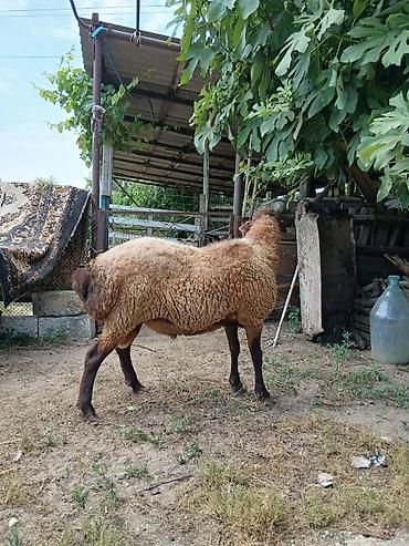 avcarka type 1: Salam damazdığ cins qoç satıram 2 yaşı var heyvanın.heyvan yaxşı — 4