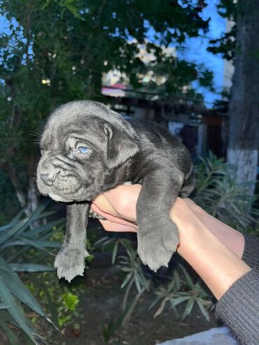 купить щенка кане корсо: Kane-Korso, 1 ay, Erkek, Peyvəndli, Ünvandan götürmə