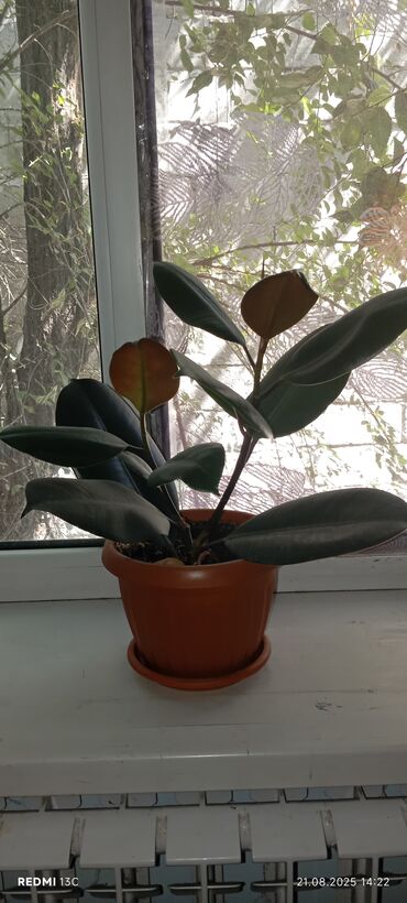 Фикусы: Растение фикус эластика (каучуконосный) с крупными глянцевыми листьями — 7