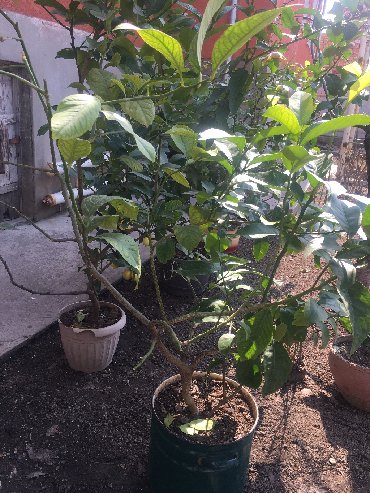 Декоративные деревья: Продается лимонное дерево с плодами и без, многолетние и молодые — 13
