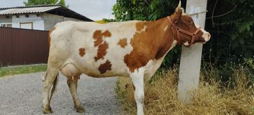 добрый карова: Продаю | Корова (самка) | Монбельярд, Айрширская | Для молока | Племенные, Осеменитель, Стельные
