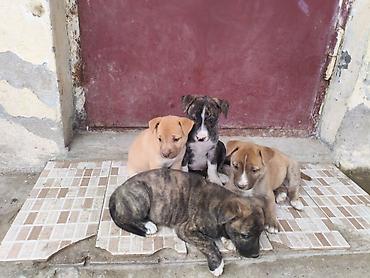 pit dermani: 1 ay — 4