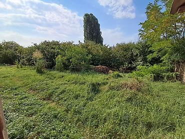 seki torpaq: 52 sot, Kənd təsərrüfatı, Kupça (Çıxarış) — 1
