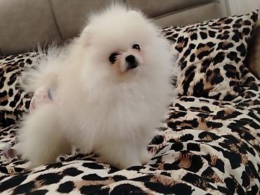 Heyvanlar üçün mallar: Temiz cins axtaranlar ucun pomeranian spitz disi 4 ayın icinde bakıda — 1