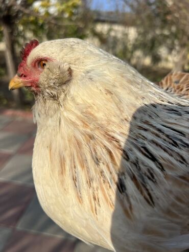 Toyuqlar: Toyuq, Yumurtalıq -da lalafo.az — 10 Toyuqlar: Toyuq, Yumurtalıq — 10