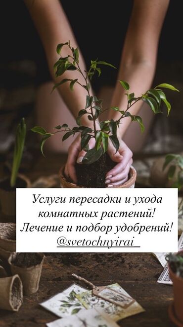 форматно раскроечный: Если вашему растению нужна пересадка или помощь Фитоняни, пишите! А