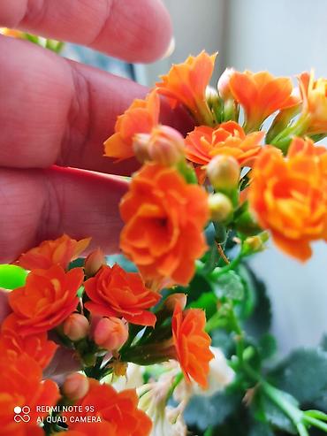 Другие товары для дома и сада: Продаю диффенбахии. Диффенбахия чистит воздух, помогая удалять из — 26