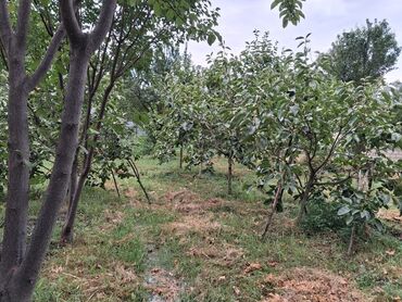 Bağ evlərinin satışı: Yerləşir:Göyçay rayonu Ərəb bələdiyyəsinin yanı trasın qrağı.25 sot -da lalafo.az — 15 Bağ evlərinin satışı: Yerləşir:Göyçay rayonu Ərəb bələdiyyəsinin yanı trasın qrağı.25 sot — 15