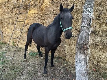 ам стафф: Продаю | Жеребец | На забой, Для разведения, Рабочий — 4